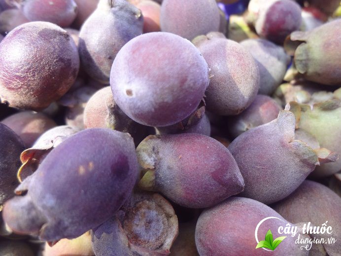 mua-qua-sim-tim-o-dau